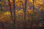 USA, New Jersey, Pine Barrens National Preserve. Forest scenic in autumn. Art Print